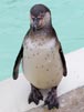Humboldt Penguin i